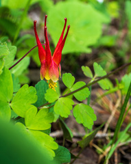 Aquilegia elegantula