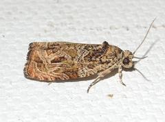 Olethreutes baccatanum