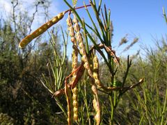 Prosopis humilis