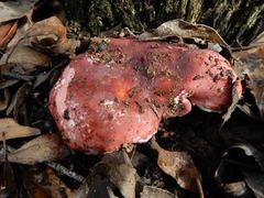 Russula persanguinea