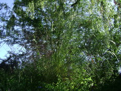 Cortaderia hieronymi