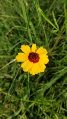Coreopsis