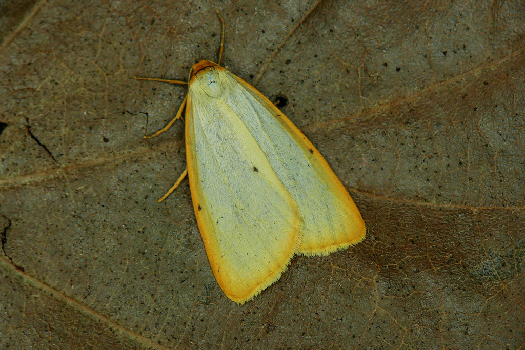 Four-dotted Footman
