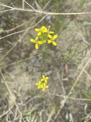 Erysimum coarctatum