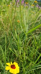 Coreopsis