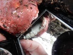 Russula persanguinea