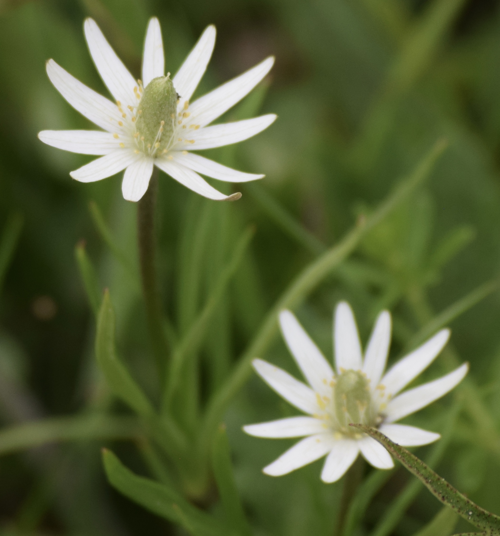 Anemone berlandieri