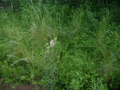 Chromolaena arnottiana