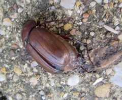 Phyllophaga crinita