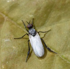 Pararhamphomyia