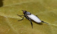 Pararhamphomyia