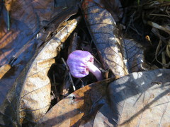 Cortinarius coneae