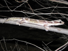 Oedura cincta