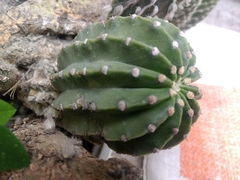 Echinopsis
