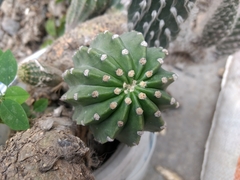 Echinopsis
