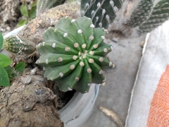 Echinopsis