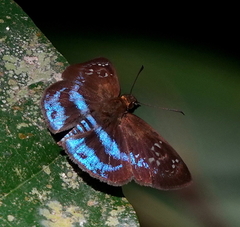 Quadrus contubernalis