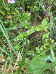 Gentiana douglasiana