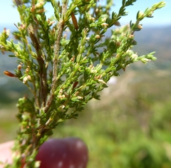 Erica urceolata