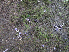 Cortinarius coneae