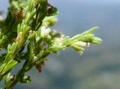 Erica urceolata