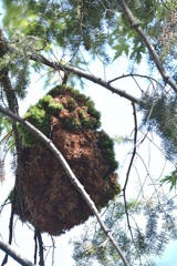 Arceuthobium douglasii