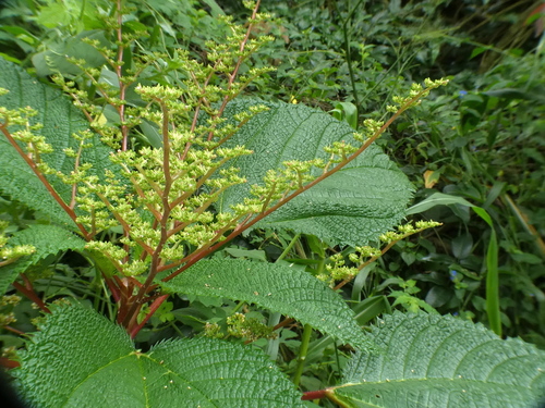 Laportea aestuans