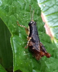 Eujivarus meridionalis