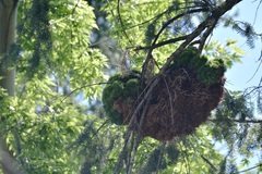 Arceuthobium douglasii