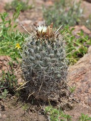 Coryphantha clavata clavata