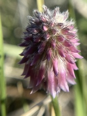 Trifolium eriocephalum