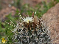 Coryphantha clavata clavata