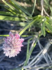 Trifolium eriocephalum