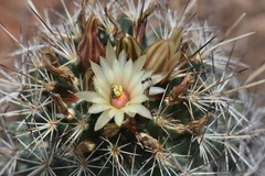 Coryphantha clavata clavata
