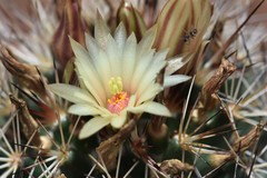 Coryphantha clavata clavata