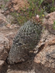 Coryphantha clavata clavata