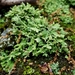 Cladonia turgida - Photo (c) Rob Routledge,  זכויות יוצרים חלקיות (CC BY-NC), uploaded by Rob Routledge