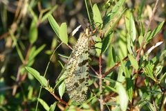 Palpares libelluloides