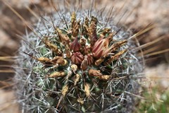 Coryphantha clavata clavata