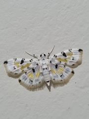 Pycnarmon