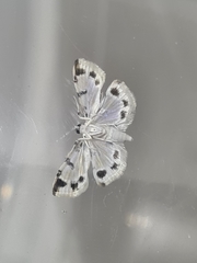 Pycnarmon