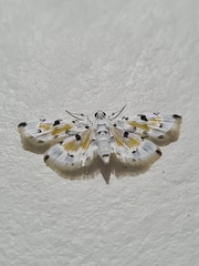 Pycnarmon