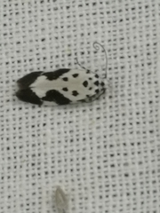 Ethmia quadrillella