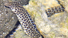 Gymnothorax pictus