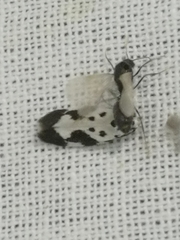 Ethmia quadrillella