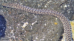 Gymnothorax pictus