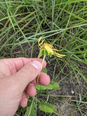 Tetragonotheca repanda