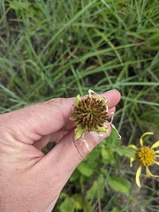 Tetragonotheca repanda