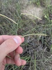 Paspalum plicatulum