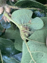 Neuroterus washingtonensis